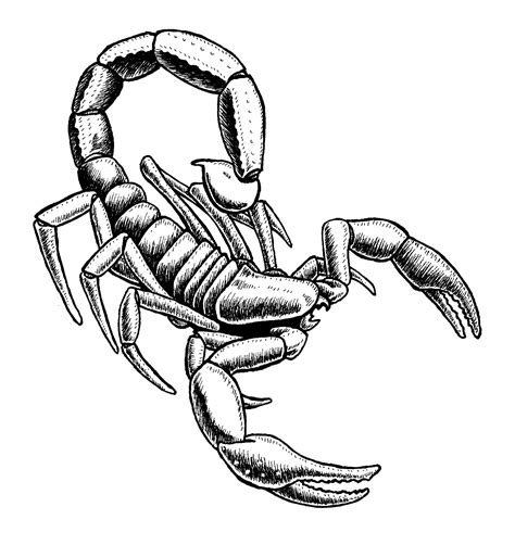 Scorpion Clipart In Animal 42 Cliparts