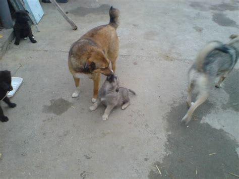 Romanian Stray Dogs Ploiesti Rsdp One Motherly Soul Or The Love Of