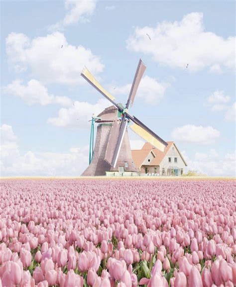 Lart Est Une étoile On Twitter In 2020 Tulip Fields Netherlands