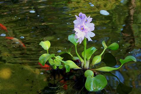 Top 10 Floating Pond Plants An Excellent Addition To Any Garden Pond