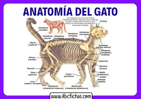 Anatomía Interna De Un Gato