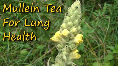 Easy To Make And Healthy Mullein Tea Youtube