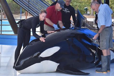 Killer Whale Dies At Seaworld Park Third Death In 6 Months