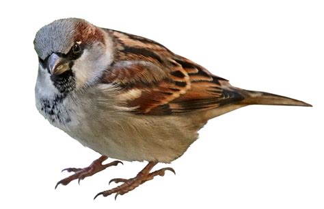 Download Full Size Of House Sparrow Transparent File Png Play