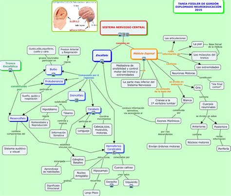 Mapa Mental Sistema Nervioso Central