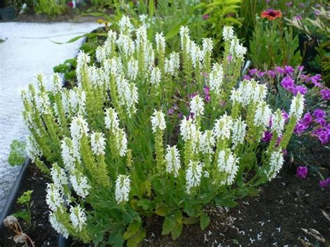 Salvia Sensation White 4 Pot Hello Hello Plants And Garden Supplies