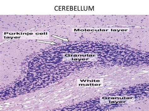 Pcm:5 pedunculus cerebellaris superior (pcs) ile mesencephalon'a, pedunculus cerebellaris medius (pcm) ile pons'a, pedunculus cerebellaris inferior (pci) ile medulla oblongata (bulbus)'ya birleşir. Cerebellum Purkinje Cells | Foto Bugil Bokep 2017