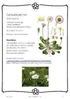 Hier finden sie unsere vorlagen zum downloaden und ausdrucken Herbarium | Herbarium vorlage, Deckblatt schule, Deckblatt ...