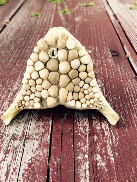 Learn everything you need to know about how, where & when to catch black drum. This creepy skull was found on a beach n the U.S.