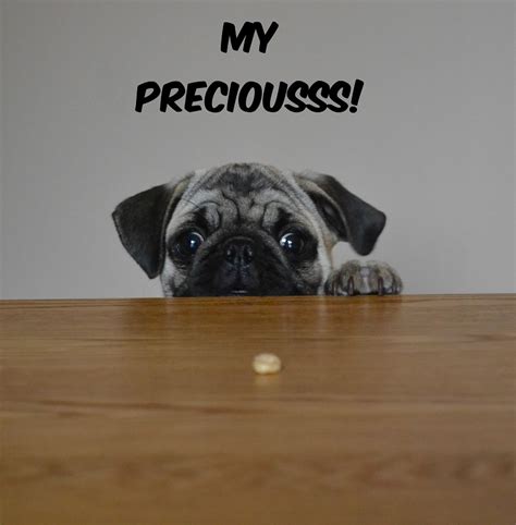My Preciousss Funny Pug Dog Meme Pug Love Photos Of Pugs Photo