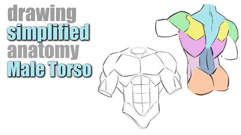 How To Draw The Male Torso With Simplified Forms Youtube