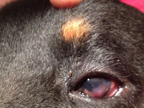 Black Spot On Dogs Eye 33 Wedding Ideas You Have Never Seen Before