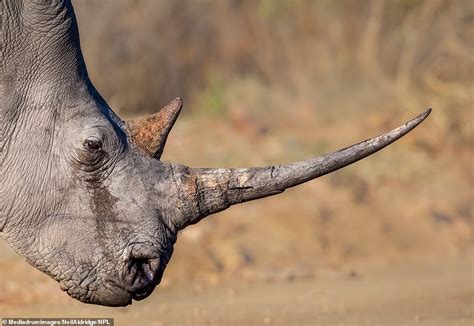 The Value Of Rhino Horns And The Impact On Conservation Thales Learning Development