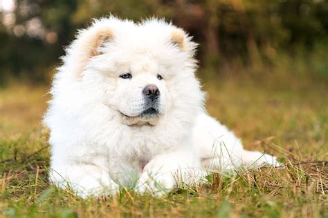 Chow Chow Dog Breed Information And Characteristics Daily Paws