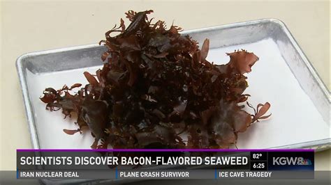 this seaweed tastes like bacon is twice as nutritious as kale first we feast