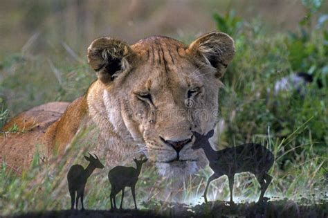 African Lion With Antelope Stock Image Image Of African 17945453