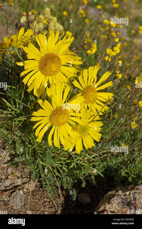 Yellow Alpine Sunflower Or Hymenoxys Grandiflora Growing In Colorado