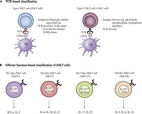 Frontiers Nkt Cells In Neurological Diseases