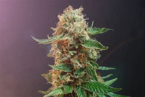 Super Sour Og Strain Review Cannabis Daily Record