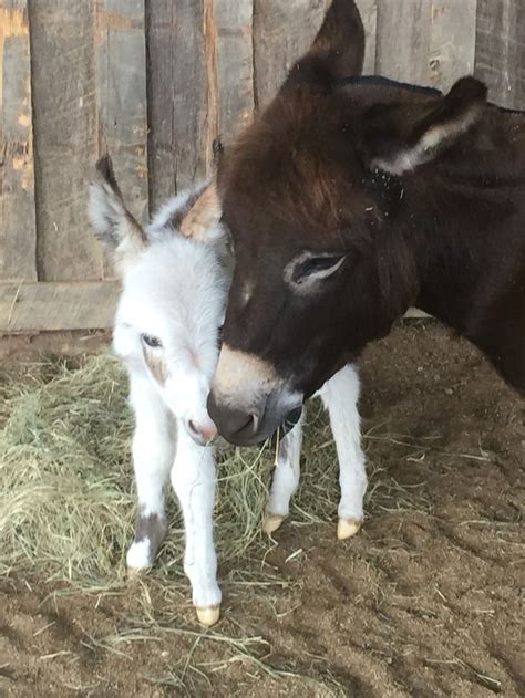 Newborn Donkeys At Weeones Farm Cute Donkey Baby Animals Cute Goats