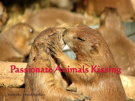 Passionate Animals Kissing Incredible Photos That Will Make You Want