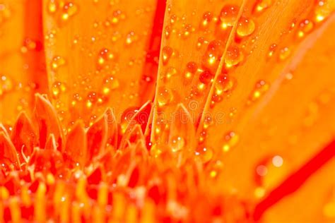 Orange Gerbera Daisy Flower With Water Drops Stock Photo Image Of