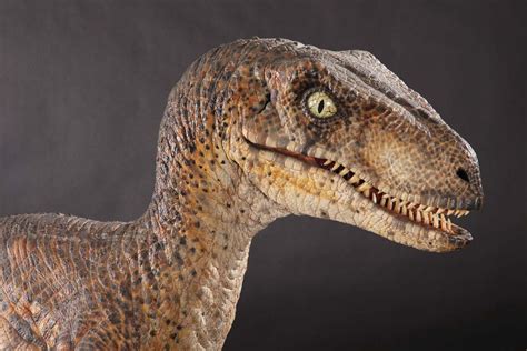 Full Scale Velociraptor Maquette From Jurassic Park