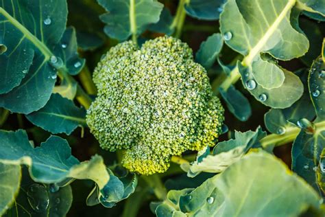 How To Grow Broccoli From Stem And Seed Ultimate Guide