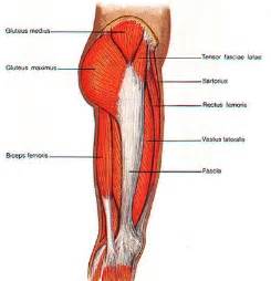 Leg Muscle Diagram Hamstring