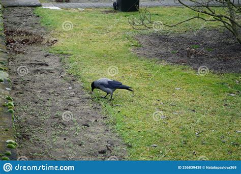 Corvus Cornix On The Grass In January The Hooded Crow Is A Eurasian
