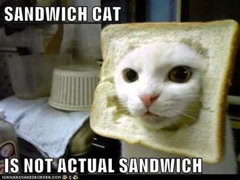 Sandwich Cat Is Not Actual Sandwich Doctor Who The Doctor Watch