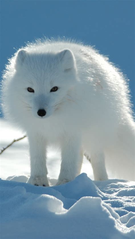White Fox Iphone 5s Wallpaper Download Iphone Wallpapers Ipad