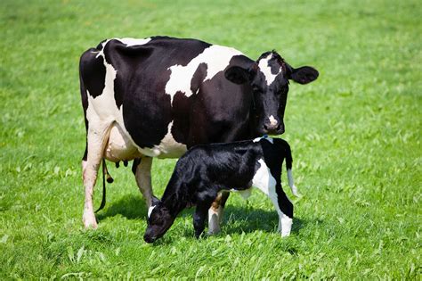 Is Artificial Insemination Of Dairy Cows Abuse Agdaily