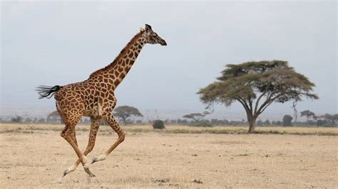 Giraffe Genetic Secret Four Species Of Tallest Mammal Identified Bbc