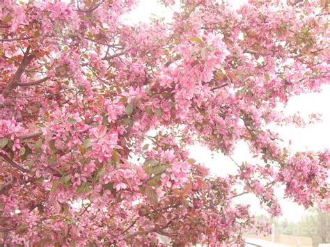 Dreamy Pink South Carolina Spring Apple Blossom Trees Photograph By
