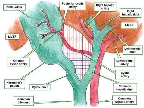 Cystic Artery Anatomy