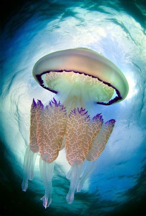 What Do Jellyfish Eat Jelly Fish Are Beautiful Creatures There Is 90