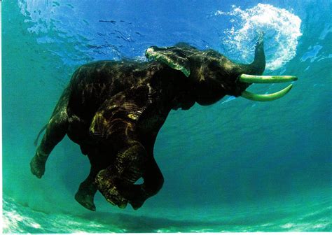 India Rajan The Swimming Elephant Uses His Trunk Like A Periscope