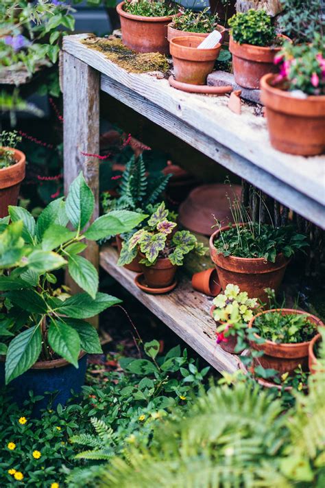 Looking for guidelines on how to germinate seeds using paper towels? Pin by Opus Grows on plants :: outdoor | Potting soil ...