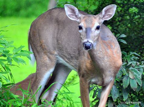 Dsc0205 White Tailed Deer ~ Virginia Deer ~ Whitetail ~ O Flickr