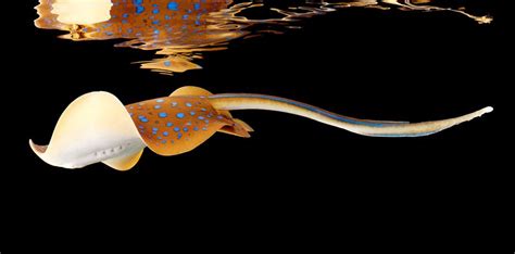 Mark Laita Blue Spot Stingray Is One Photo Of Many From A Book By