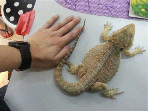 They have the best temperaments of all lizards, and are generally docile, and many seem to actually enjoy. Adult bearded dragon FOR SALE ADOPTION from Sabah Kota ...