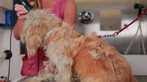 Watch This Rescue Dogs Amazing Transformation Rescue Dogs Amazing