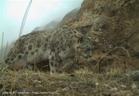 Stunning New Snow Leopard Pics From Kyrgyzstan Snow Leopard Trust