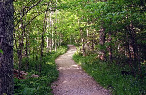 Summer Path In Woods Stock Photo Image Of Beautiful