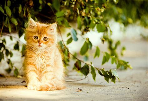 Pretty Girl Feline Leaves Orange Tabby Cat Kitten Hd Wallpaper