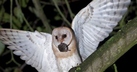 Barn owls are predators and need to fly. Save our Barn owls!