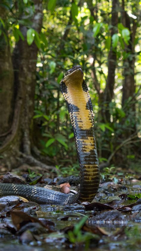King Cobra The Worlds Longest Venomous Snake Roundglass Sustain