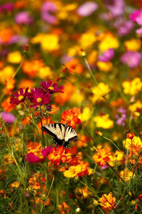 Farfalla Orientale Di Swallowtail Della Tigre Sui Wildflowers