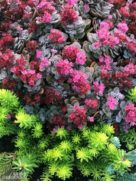 Evergreen Groundcover Plants 20 Choices For Year Round Interest Ground